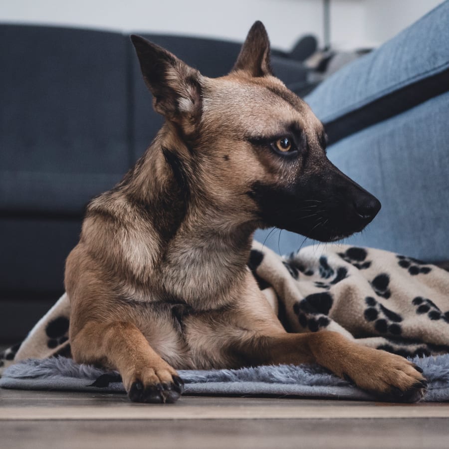 Pet Dermatology in West Salem Veterinary Dermatology