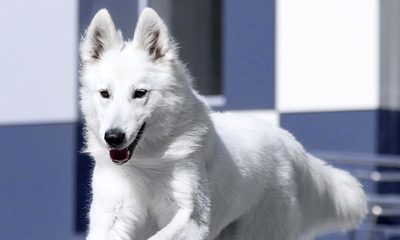 In-House Lab, West Salem Vets